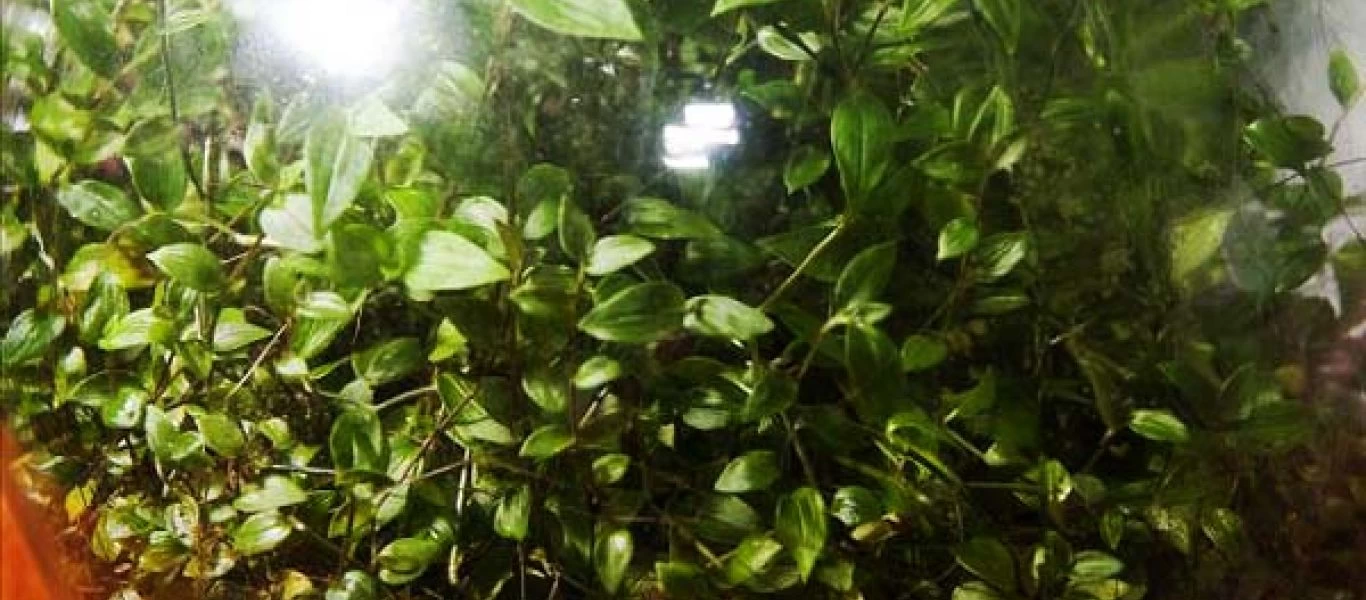 «Αθάνατο» φυτό ζει 40 χρόνια σε μπουκάλι χωρίς αέρα και νερό! (φωτο)